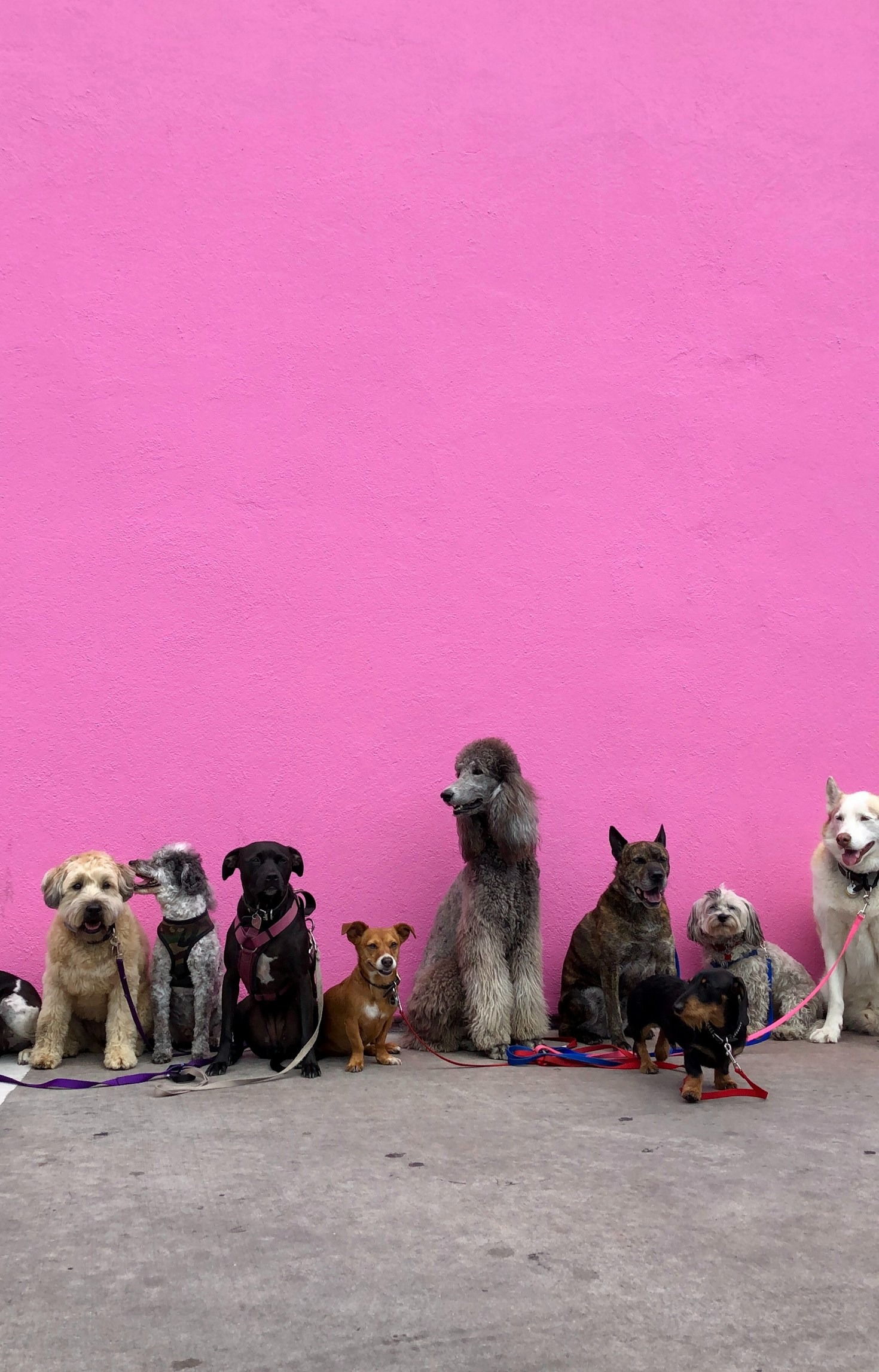 Top 10 Tips for Keeping Your Dog Active