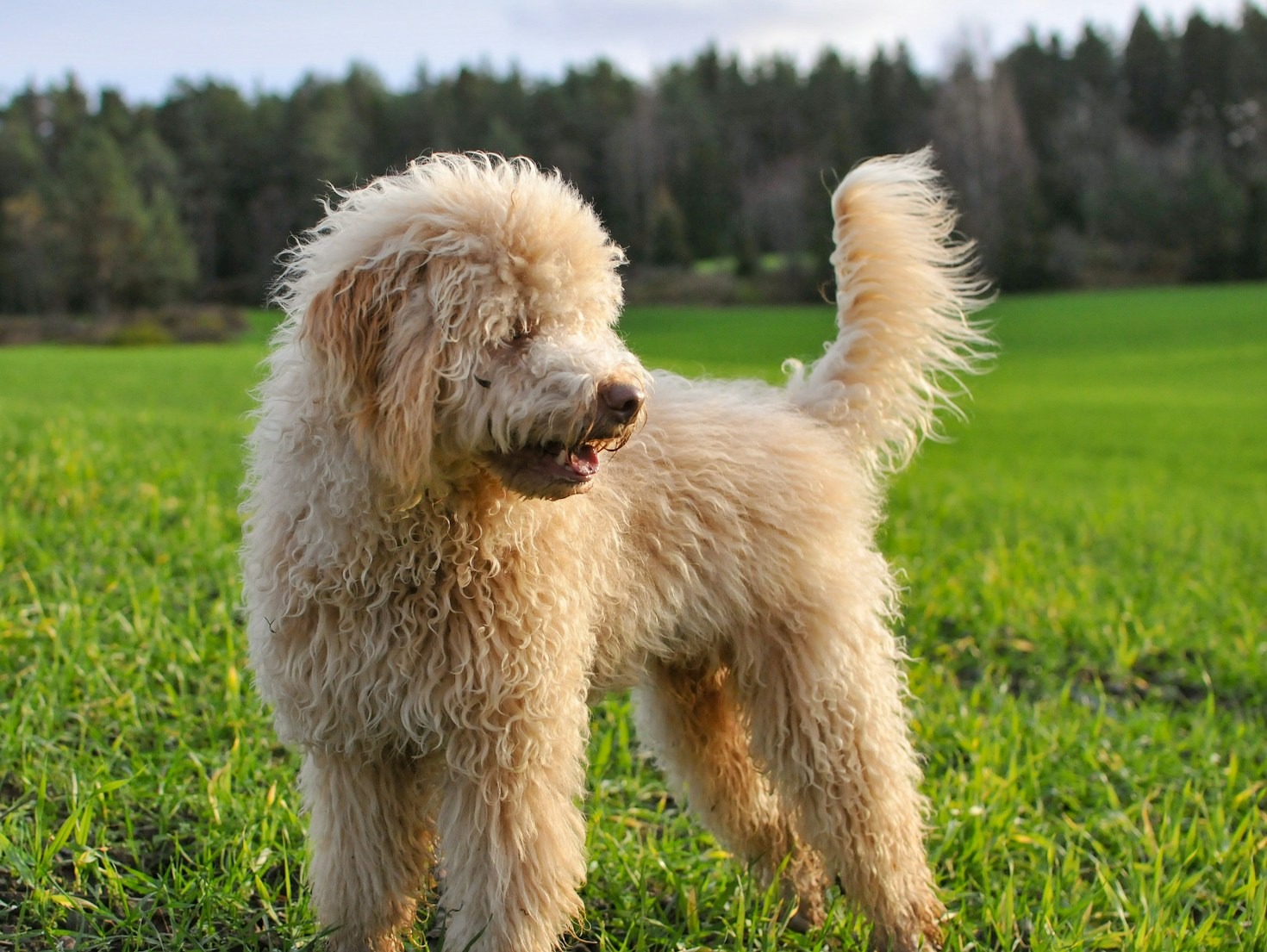 How to Choose the Best Diet for Your Pet