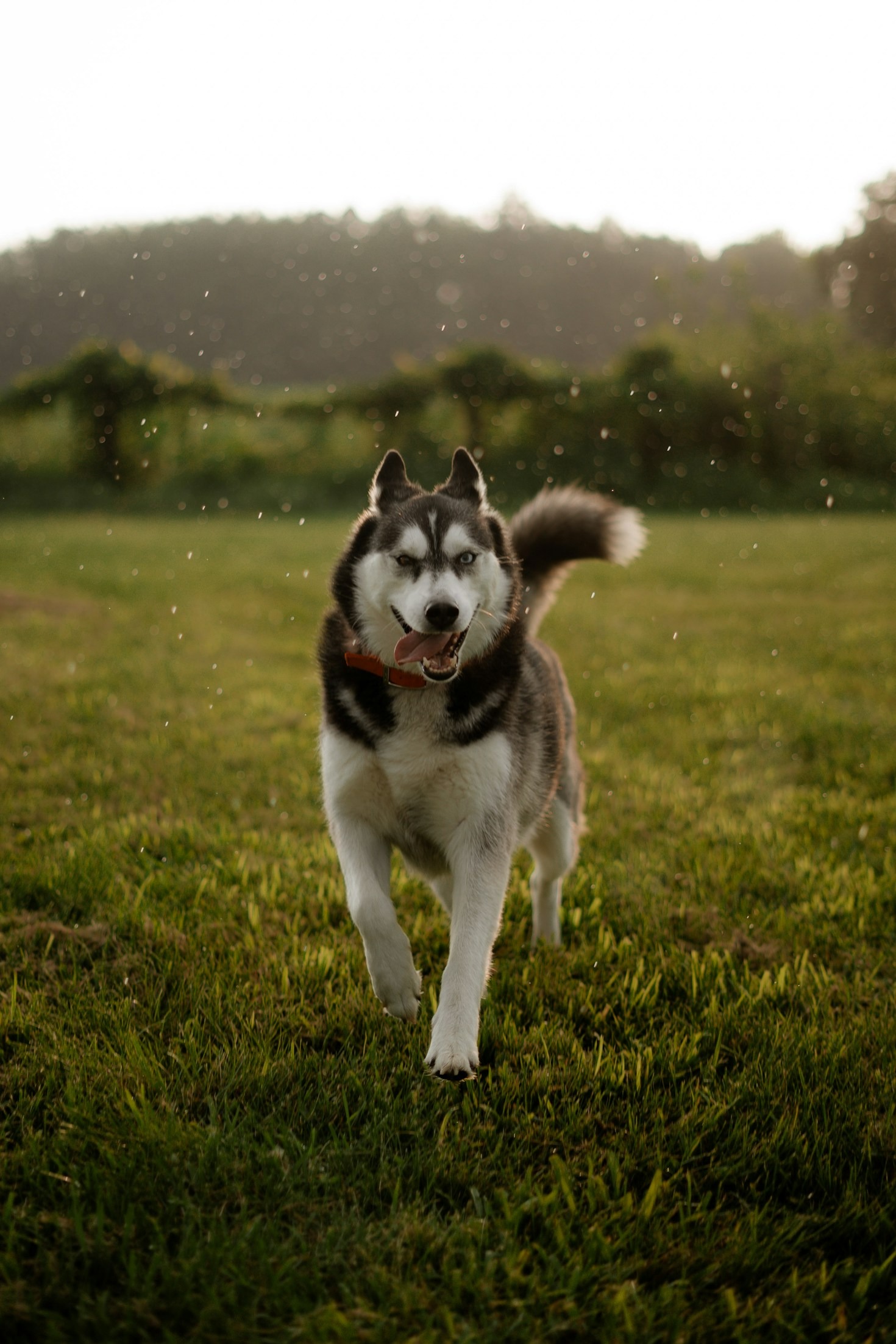 Fun Activities to Bond With Your Dog