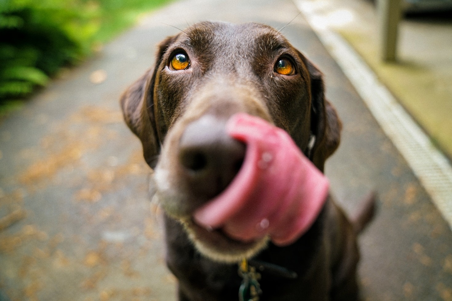 Understanding Your Dog’s Nutritional Needs