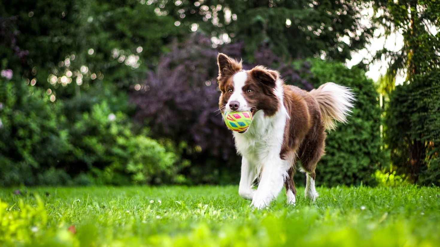 Building a Happy Routine for Your Canine