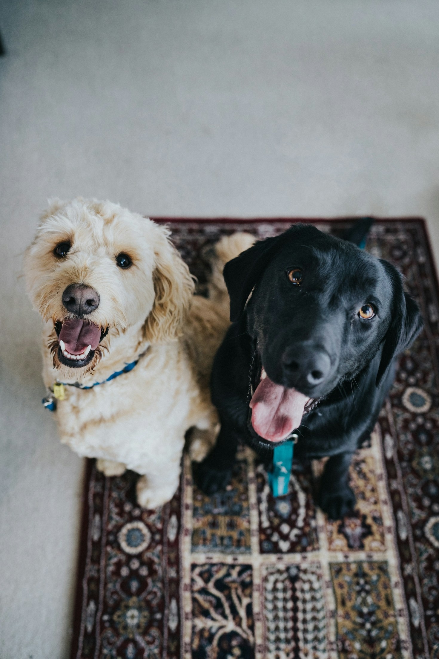 Expert Advice on Keeping Dogs Healthy
