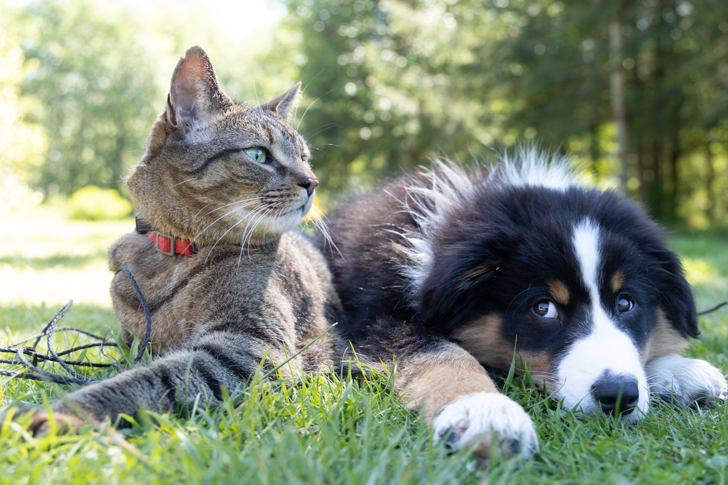 Finding the Perfect Balance in Pet Care